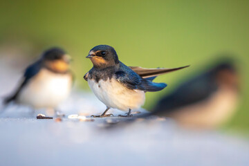 Barn Swallow Hirundo rustica resting closeup