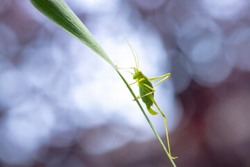 Speckled bush-cricket Leptophyes punctatissima
