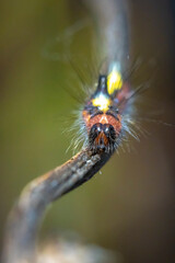 Closeup of a caterpillar of a grey dagger, Acronicta psi, moth crawling and eating