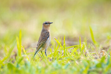 Northern wheatear bird, Oenanthe oenanthe,