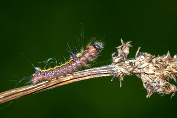 Closeup of a caterpillar of a grey dagger, Acronicta psi, moth crawling and eating