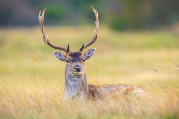 Fallow deer stag, Dama Dama, with big antlers during rutting in Autumn season