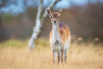 Fallow deer fawn Dama Dama in Autumn
