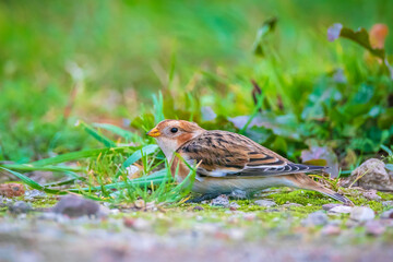 snow bunting bird, Plectrophenax nivalis foraging in grass