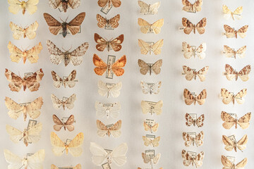 View of colorful pinned butterflies lined up in an entomology box