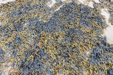 Seaweed on a beach in Ireland. Coast of the Irish Sea.