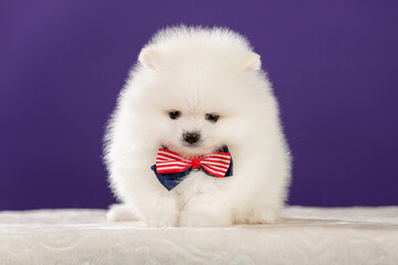 Cute Pomeranian dogside view