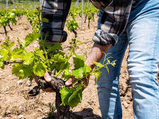 Green pruning of the vineyard. Farmer removes young sprouts on the vine trunk. Traditional agriculture.