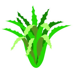 Aloe vera plant flat isolated illustration