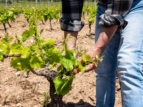 Green pruning of the vineyard. Farmer cuts young sprouts on the vine trunk with scissors. Traditional agriculture.