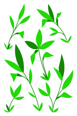 Leaf of plant leaves set cartoon isolated illustrations