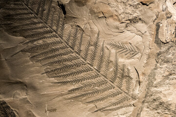 Close-up view of the fossil of a prehistoric fern leaf