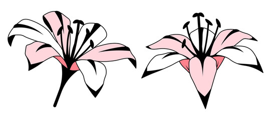 Lily flower cartoon set isolated illustration