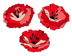 Red flower blooming set of garden plant