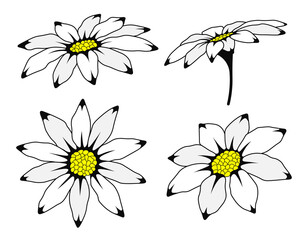 Daisy flower floral set cartoon isolated illustration