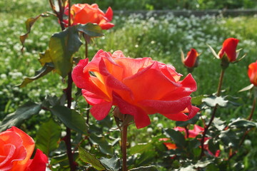colorful beautiful rose flower blooming in garden in spring