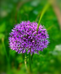 Fototapeta premium close up of a purple flower