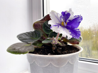 Close up of blooming violets flowers on window sill. Potted indoor plant with white and blue flowers