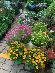 서울 서초구 양재동 화훼시장, 양재 꽃 시장, 도매 화초 시장 / Yangjae-dong Flower Market, Yangjae Flower Market, and Wholesale Flower Market in Seocho-gu, Seoul 