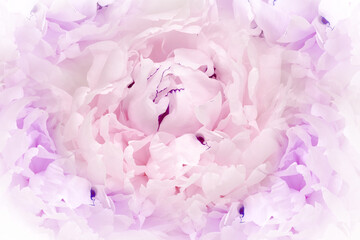 Flower  light purple peony.  Floral  background. Close-up. Nature.