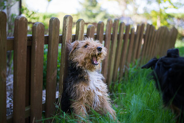 terrier sitting under a fence in a garden