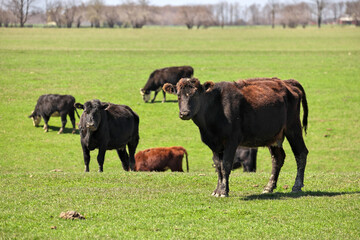 Obraz na płótnie Canvas Herd of Happy Brown Black and Red Beef Cattle Cows Grazing in Field with one Looking at Camera