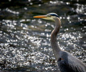 A close-up of a Great Blue Heron's head with sparkling water highlights from the river in the background
