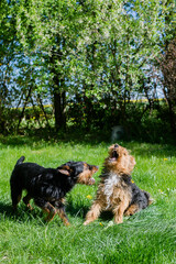 two dogs fight each other, for fun, in the garden, show their teeth