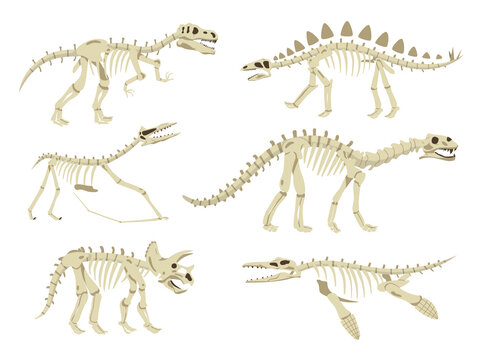 Dinosaur Skeleton Set