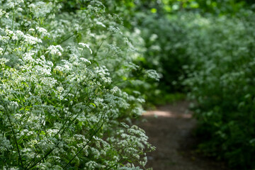 Fototapeta premium Cow parsley with white flower heads growing in the shade amongst the trees along the banks of the River Pinn in Pinner, north west London, UK.