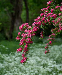Obraz premium Hawthorn tree in bloom with bright red flowers, in Long Meadow, Eastcote House Gardens, west London UK.