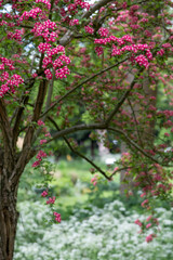 Hawthorn tree in bloom with bright red flowers, in Long Meadow, Eastcote House Gardens, west London UK.