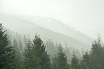 Stormy snow over layered mountain forest