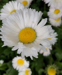 daisies in a garden