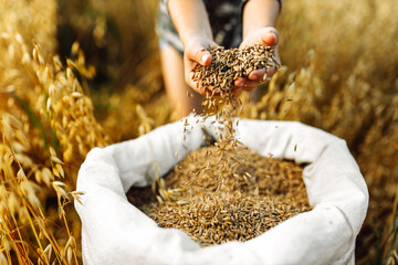 Children's hands sprinkle wheat grains. Golden seeds in the palms of a person. Wheat grains in children's hands on the background with a bag of grain. Small depth of field. Copy space - obrazy, fototapety, plakaty