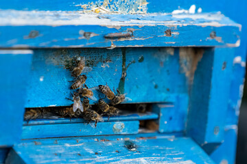 Close-up shot of blue beehive and bees with selective focus