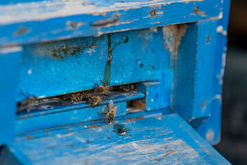 Selective focus shot of bees trying to get inside blue beehive.
