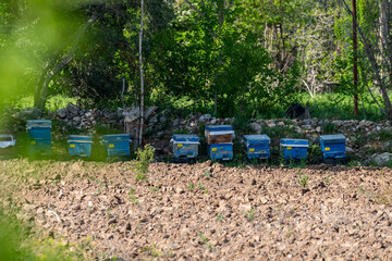 Distant shot of blue beehives with selective focus.