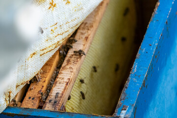 Close-up of honey and bees on honeycomb in blue beehive.