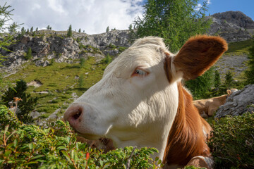 Cows on a mountain pasture. Dolomites.