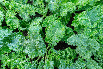 Kale vegetable fresh organic on  top view background