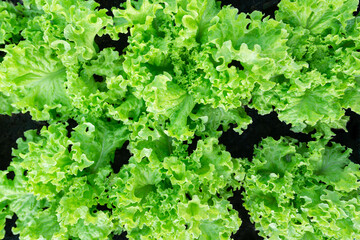 green coral vegetable fresh organic on  top view background
