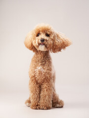 red poodle on a beige background. Portrait of a funny pet in the studio