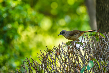 Masked laughingthrush