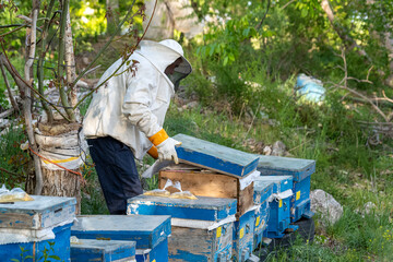 Contrasted view of beekeeper checking blue beehives with selective focus.