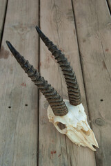 Skull and horns of a young gemsbock antelope resting on a wooden floor. The horns of this kosher...