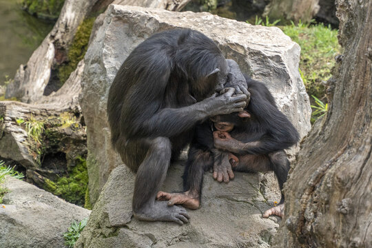 Chimpanzee ape monkey portrait while grooming baby