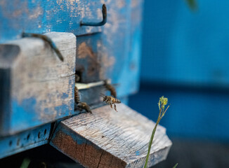 Selective focus shot of a bee standing on the edge of the hatch to enter the beehive.