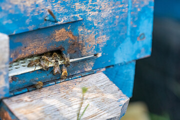 Photo of bee box.