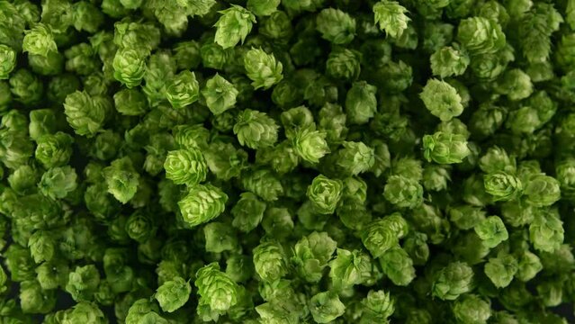 Super Slow Motion Shot of Fresh Green Hops Flying Towards Camera at 1000 fps.